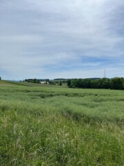 Fototapeta premium green field and blue sky