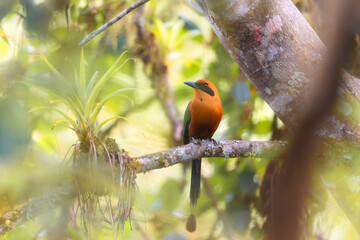 Motmot roux de profil en Equateur en Amérique du Sud © Joachim Beauvilain