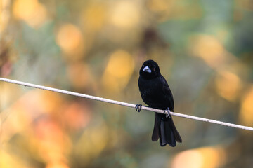 Tangara flamboyant sur un fil en Equateur en Amérique du Sud © Joachim Beauvilain