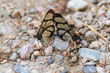 Deux papillons tropicaux s'accouplent en Equateur en Amérique du Sud © Joachim Beauvilain