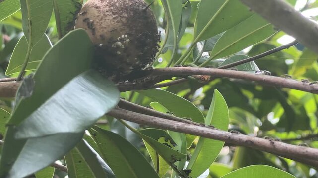 Macro video of ants crawling on a sapodilla fruit and tree branch