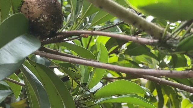 Macro Video of Ants Moving on Sapodilla Fruit and Green Leaves