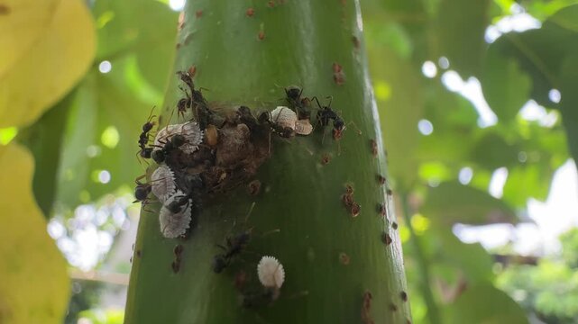 Black Ants Farming Mealybugs on Green Plant Stem in Macro