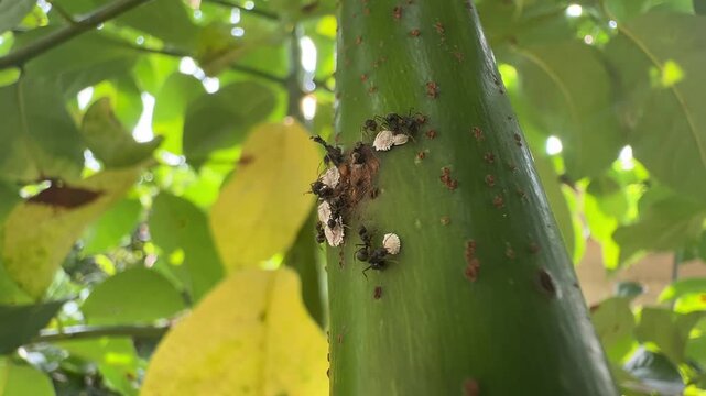 Macro View of Ants Tending to Scale Insects on a Plant Stem