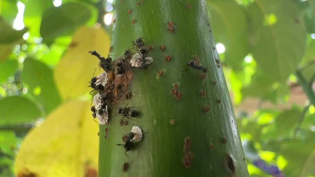 Macro video of ants farming mealybugs on a green plant stem