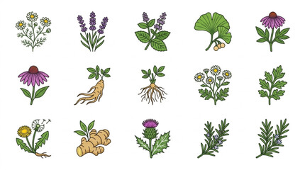 Collection of Various Medicinal Herbs and Plants. © yuno