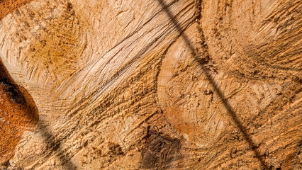 Close-up texture of a freshly cut tree trunk with visible growth rings, background, texture © Shanon