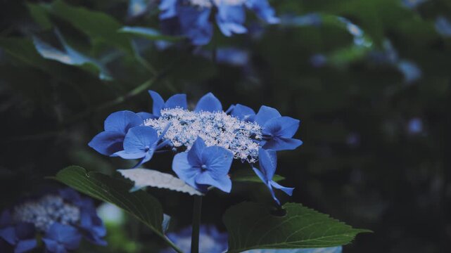 【高幡不動尊あじさいまつり】雨に濡れる美しい青いガクアジサイのクローズアップ