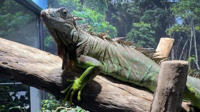 Iguana su un ramo