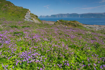 Obraz premium Loppa, Finnmark, Norway