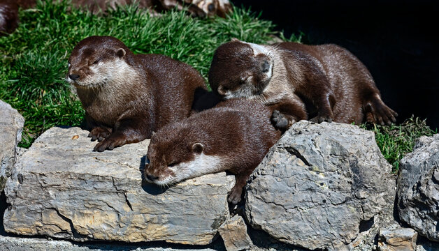 Three dwarf otters on the stones. Latin name - Lontra chinesa