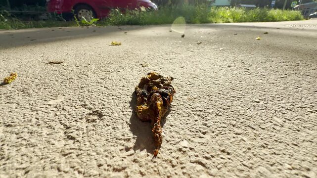 A messy pile of animal feces lies on a sunny outdoor path. A black fly sits on the waste in the bright daylight. This unpleasant sight causes a deep feeling of disgust.
