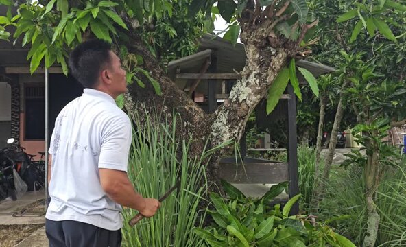 A man works in his yard using a machete to prune branches and leaves from a tree during the day
