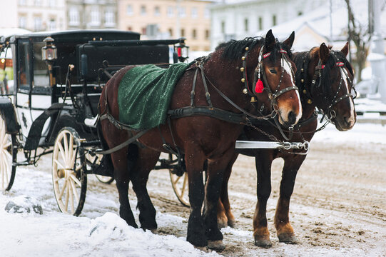 Two walking dark brown horses covered with blankets stand at the crossroads of streets during a snowfall. Carriage for tourists. Lviv, Ukraine.