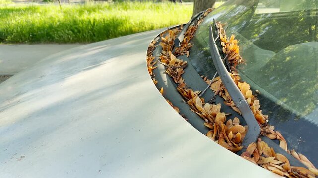 A pile of dry maple seeds rests under the windshield wipers of a parked silver car. This messy sight evokes a quiet feeling of neglect and peaceful nostalgia.