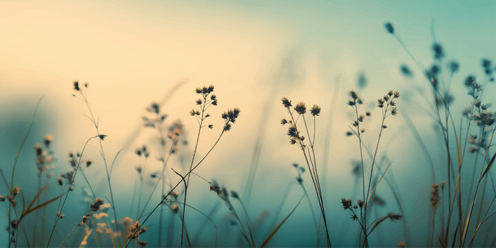 Sunset over a grassy field meadow landscape with warm sunlight, sky, wheat, flowers and natural green spring and summer scenery