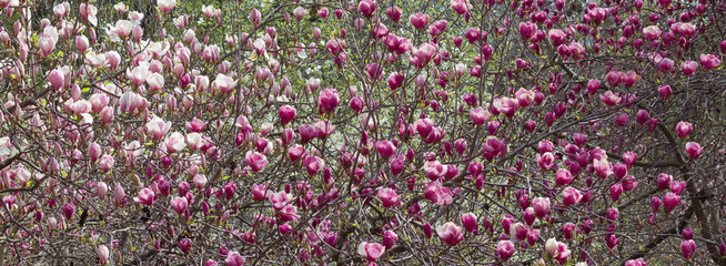 Obraz premium Abundant pink and purple magnolia flowers blooming as natural floral background
