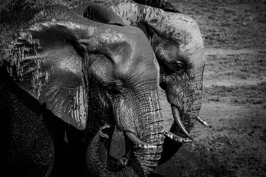 Elephant mother and calf in mud bath