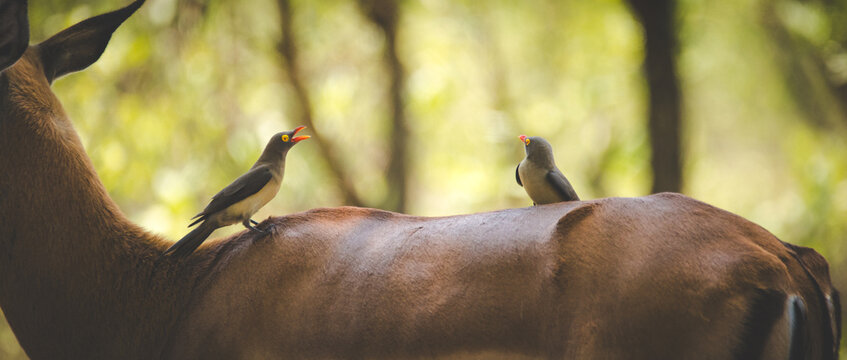 Oxpeckers perched on large animal in woodland