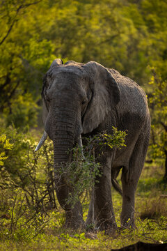 African elephant feeding on vegetation in savanna