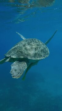 Vertical footage, Back view of Sea turtle swims up in the blue water, Close-up, Slow motion of Great Green Sea Turtle, Chelonia mydas swimming in the sea