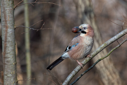 Eurasian Jay with an Acorn