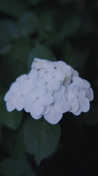 高幡不動尊に咲く梅雨の紫陽花