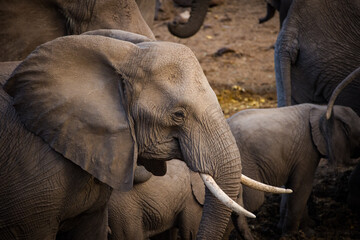 African elephant with calf in natural habitat © Dewald