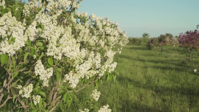 Rows of beautiful white lilac trees bloom under warm golden afternoon light in an outdoor plantation. Perfect for agricultural documentaries, travel vlogs, or springtime commercials. 
