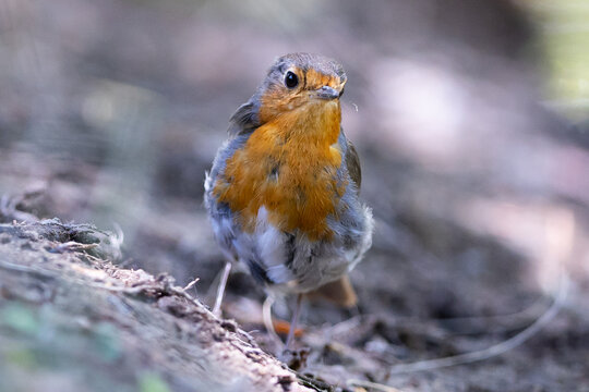 European robin in the forest. Small insectivorous bird. Migratory bird. Bird with orange plumage. Erithacus rubecula.