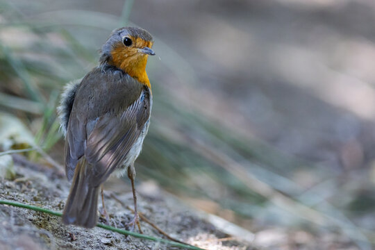 European robin in the forest. Small insectivorous bird. Migratory bird. Bird with orange plumage. Erithacus rubecula.