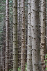 wysokie pnie sosnowe w tatrzańskim lesie © Ewa