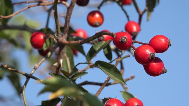 Red Rosehip Bush in Nature During Summer. Wild Rose Bush with Red Berries in Natural Environment.