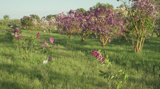 Young lilac saplings grow in rows before mature blooming bushes under warm afternoon light. Perfect for botanical documentaries, agricultural vlogs, or environmental campaigns. 