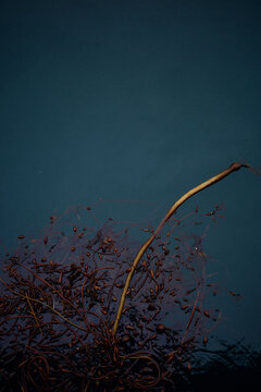 Kelp floating on blue water
