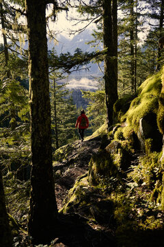 Hiker walking along a forest trail in the morning light