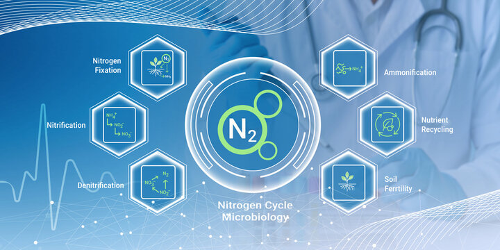 Illustration of nitrogen cycle microbiology processes and their role in soil fertility and environmental science