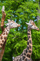 Obraz premium Two giraffes standing close together showing their heads and patterned long necks against a bright background of lush green deciduous trees.
