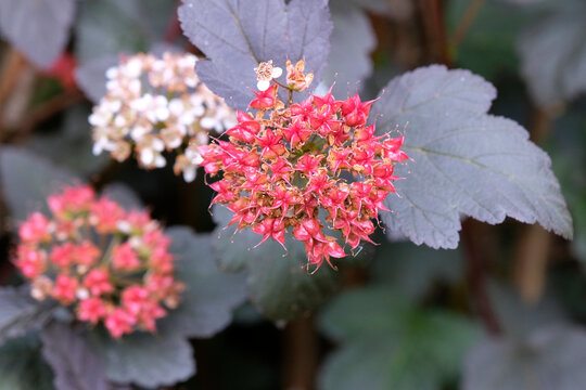 The red fruit of Physocarpus opulifolius, common ninebark.