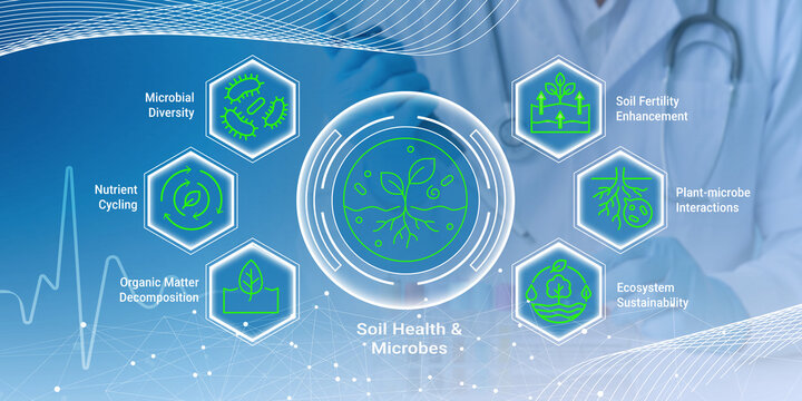 Illustration showing key factors of soil health and microbes including microbial diversity nutrient cycling and ecosystem sustainability