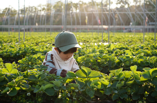 Chinese boy picking strawberries in a strawberry field.