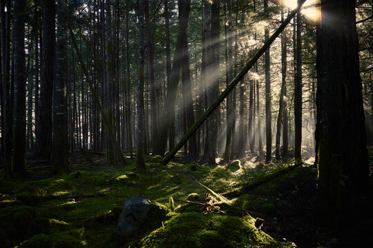 Sunlight shines through trees in a forest during the morning hours