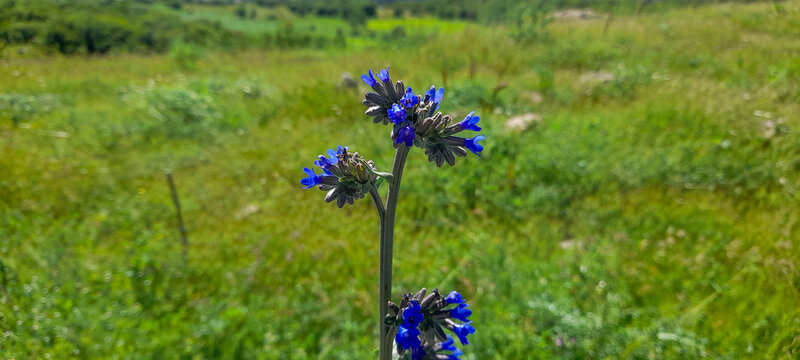 Vibrant Blue Anchusa Officinalis Flowers Blooming in a Green Summer Meadow.