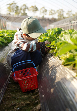 Chinese boy picking strawberries in a strawberry field.