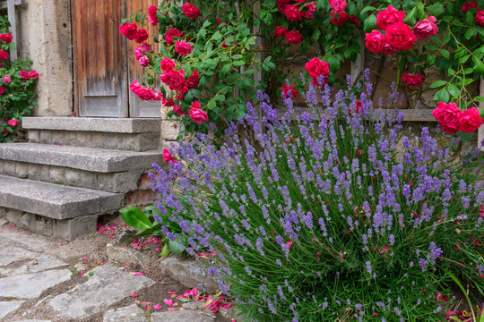 Lavandula angustifolia Lavendel unter einem Spalier mit roten Kletterrosen