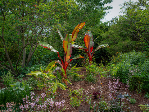 A garden landscape featuring two red and orange ensete ventricosum maurelii red abyssinian banana plants growing amidst lush trees and greenery