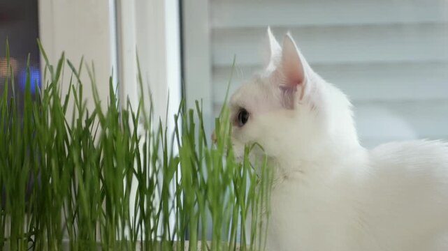 Closeup Portrait of White Cat with Big Blue and Green Eyes.