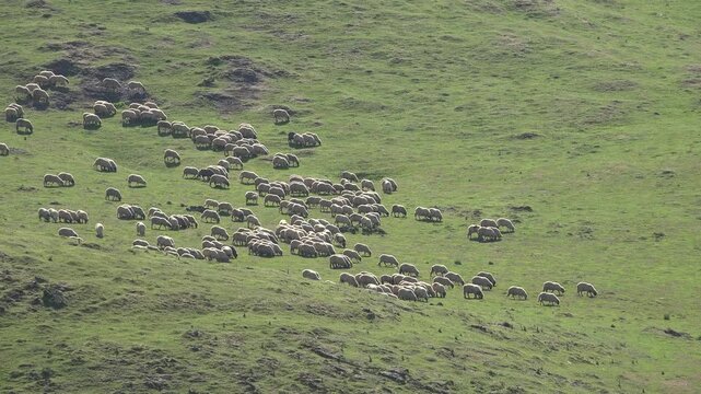 Traditional Sheep Grazing in Mountain Valley. Flock of Sheep Grazing Mountain Pasture Summer Alps