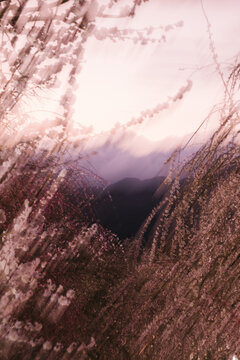 Plum trees in bloom in the evening