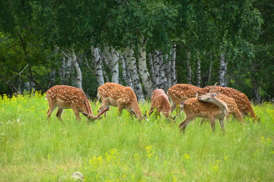 Burabay National Park. Republic of Kazakhstan. Siberian red deer.